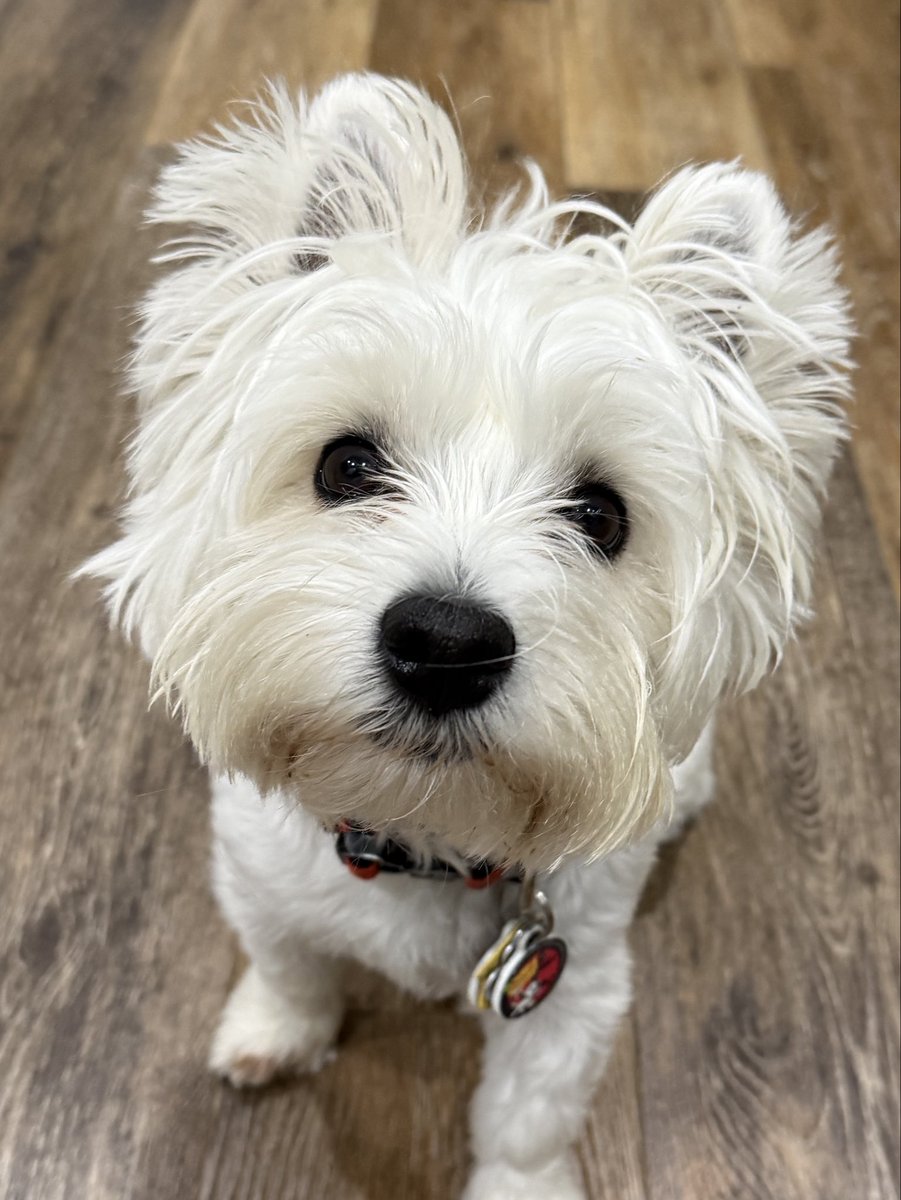 🐶 GENERAL SHORTCAKE tweet media