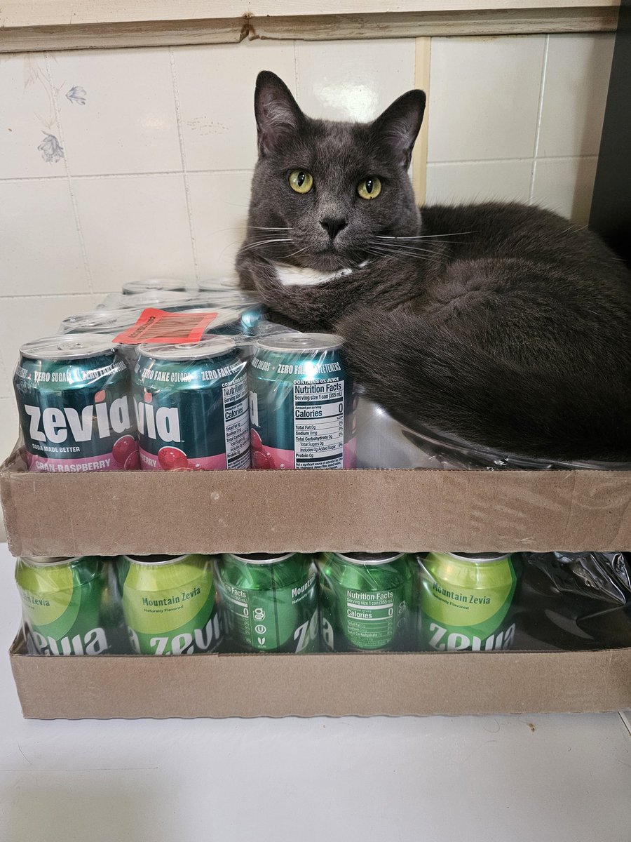 dyslexicTRAD's tweet photo. Simon T Cat likes to chill on @Zevia https://t.co/rBE3IbRGON