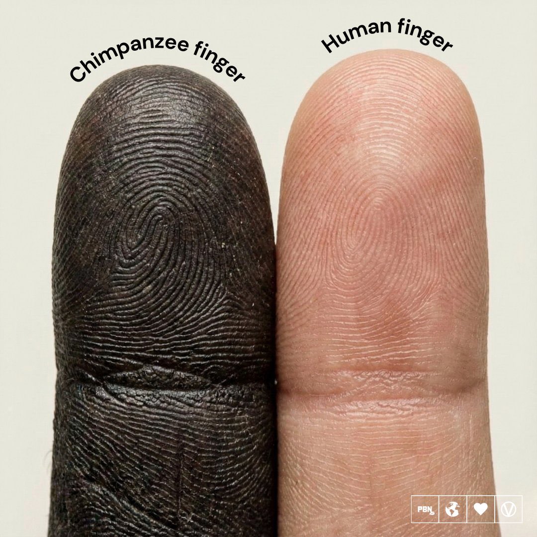 Apatheia Ⓥ 🇺🇸 tweet media