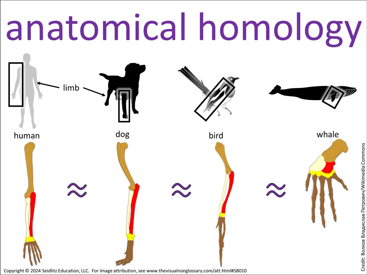 VNGvisuals's tweet photo. How is anatomical homology different from developmental homology?

https://t.co/tIVSsKvxXJ https://t.co/12bDiXHkdU