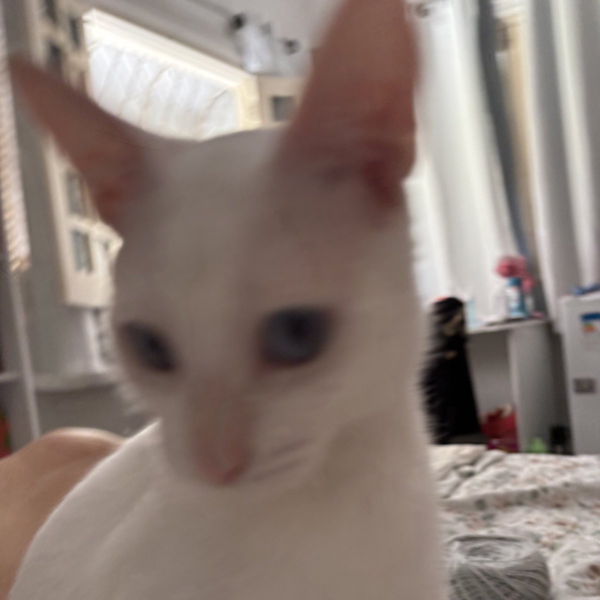 alice 🌻 tweet media