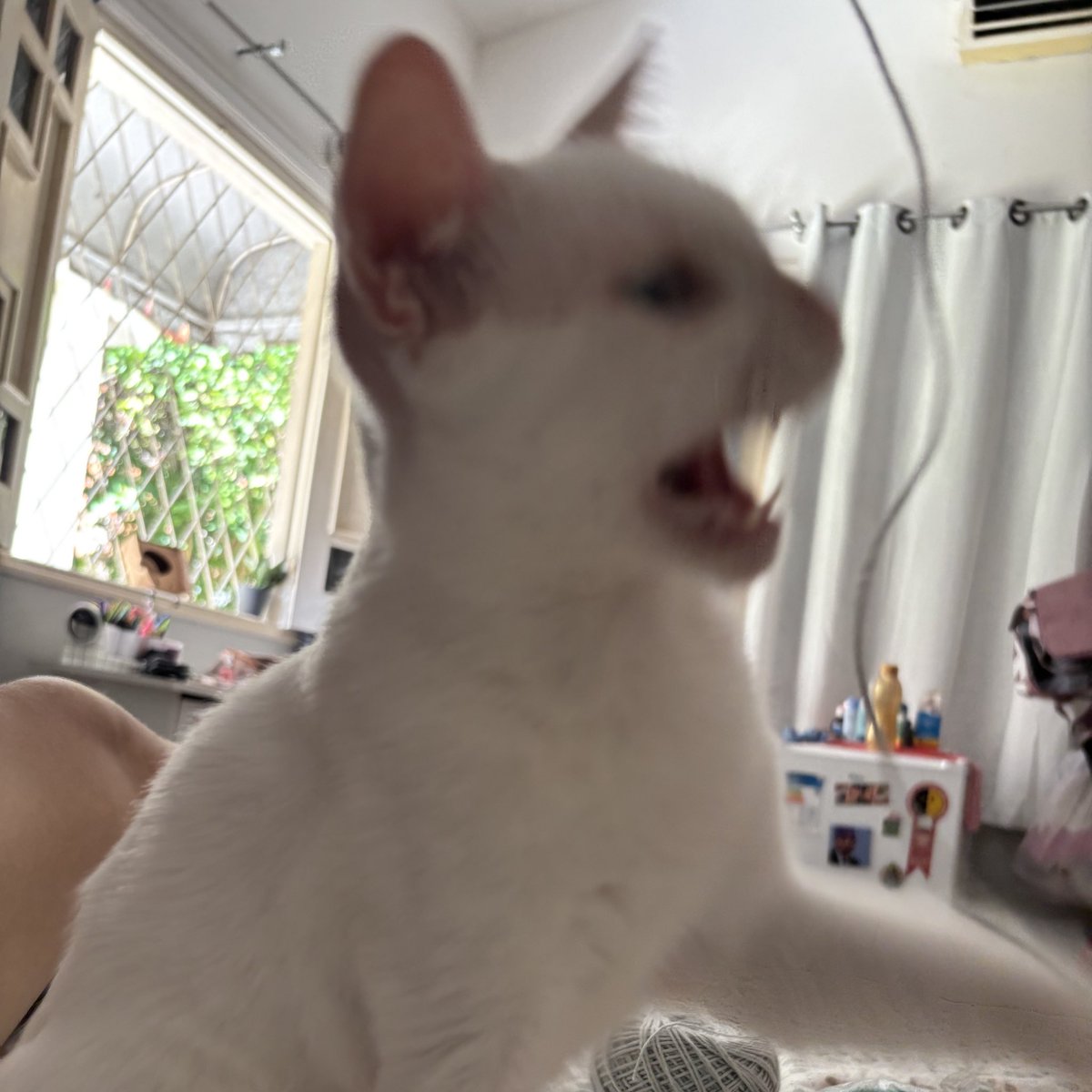 alice 🌻 tweet media