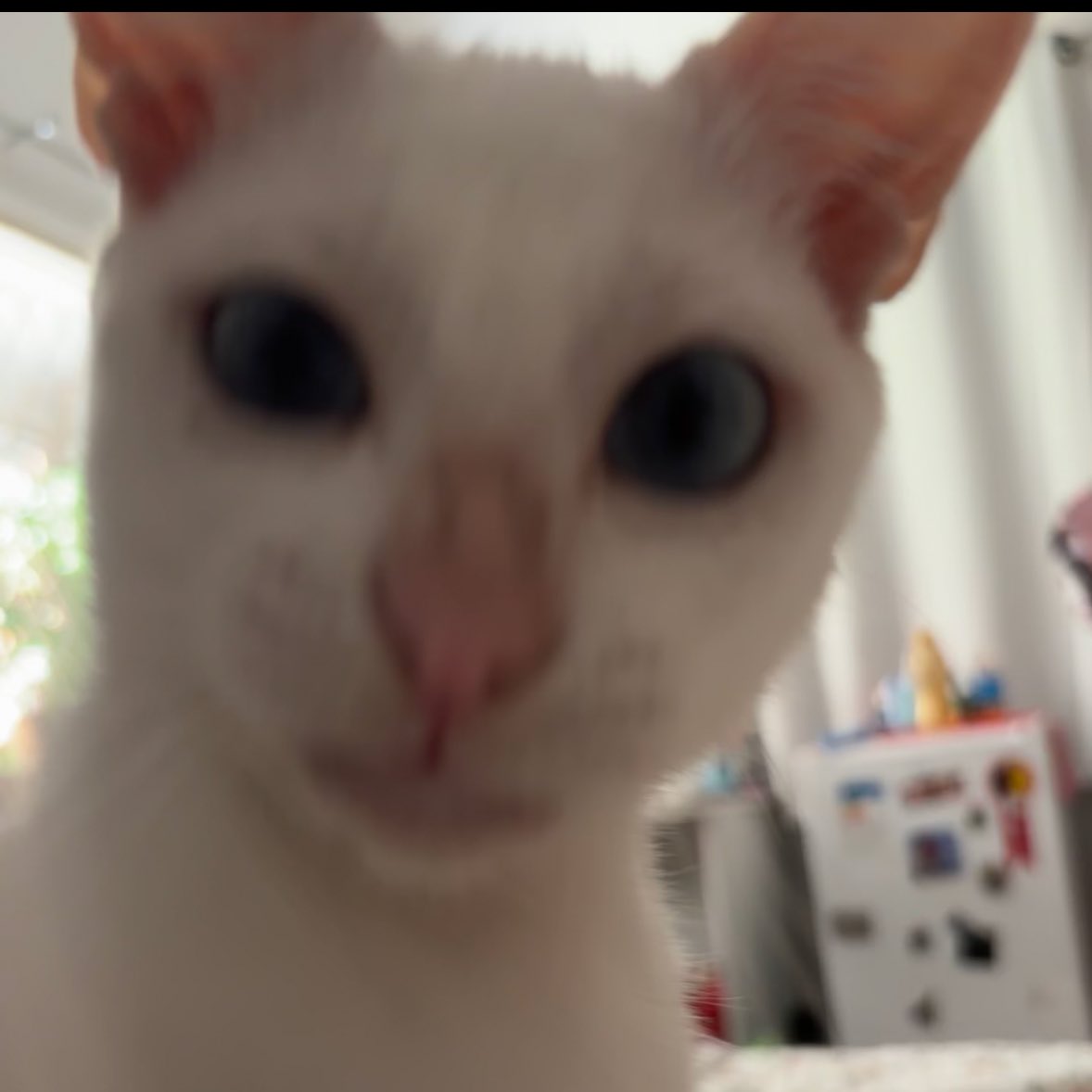 alice 🌻 tweet media