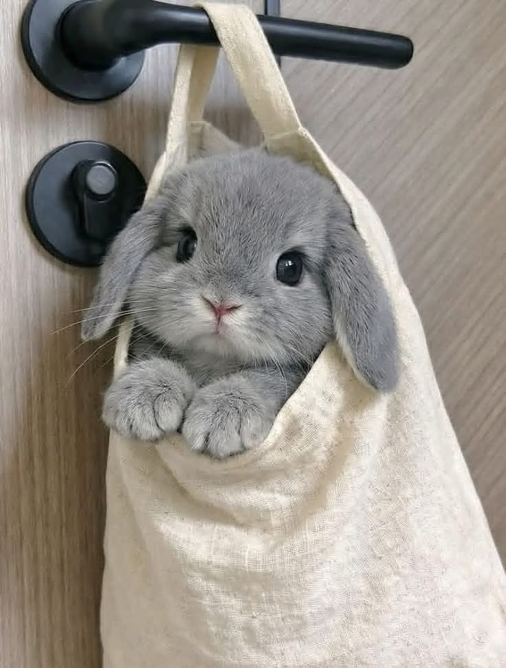 WHY YOU SHOULD HAVE A BUNNIES tweet media