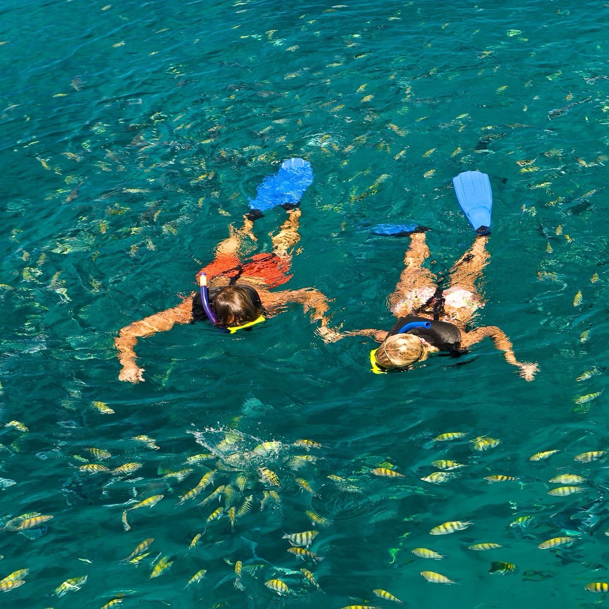 Barbados's tweet image. Dive into a whole new world.🐠🌊🇧🇧
Snorkeling in Barbados means swimming alongside vibrant reefs and incredible marine life at every turn.

📸: @coolrunningsbarbados, thanks for sharing!

#MyBarbados #LoveBarbados #VisitBarbados