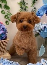 宇治金時大納言 tweet media