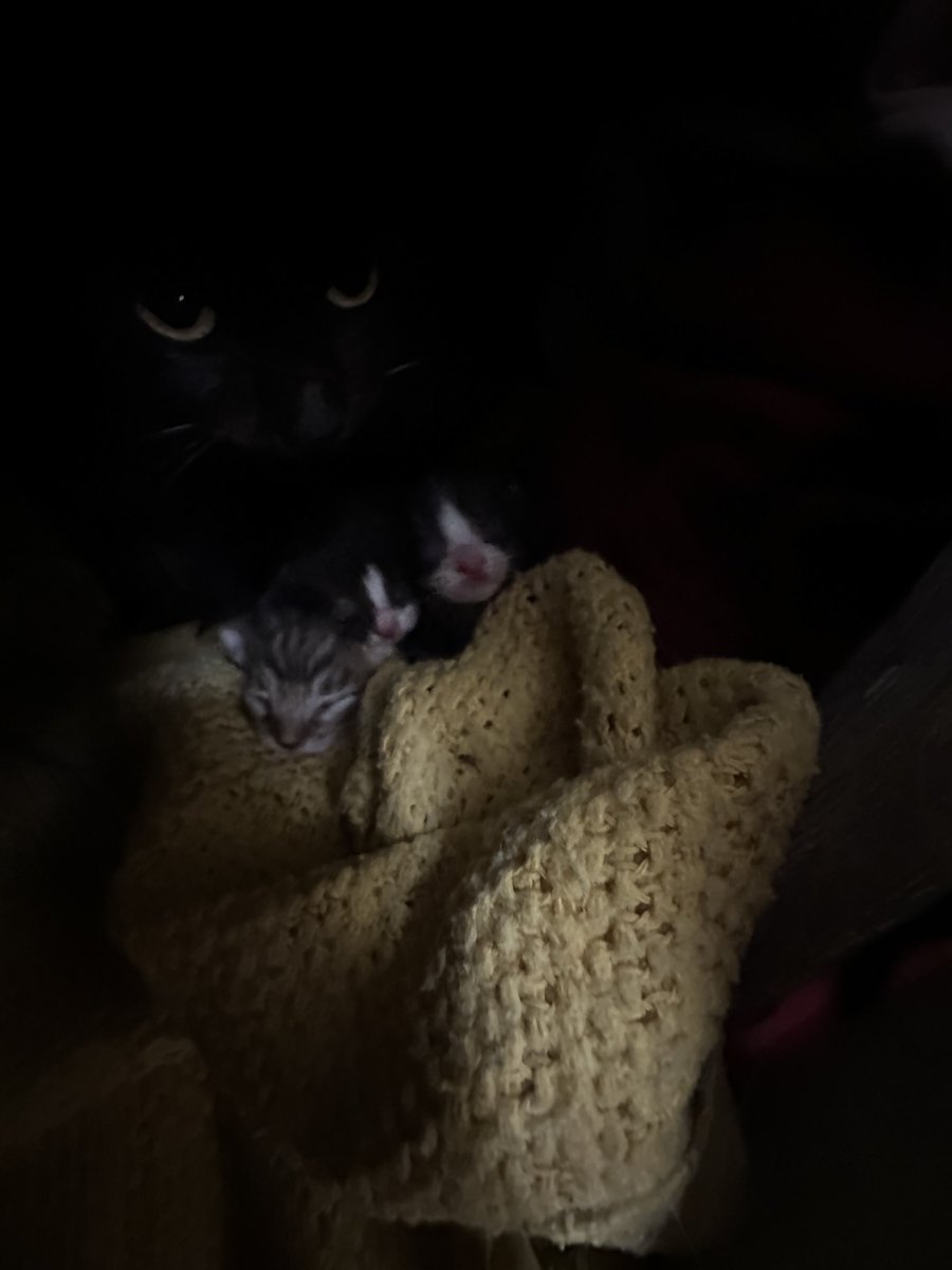 Miriam Pollick ✡︎🪬✨🇮🇱 tweet media