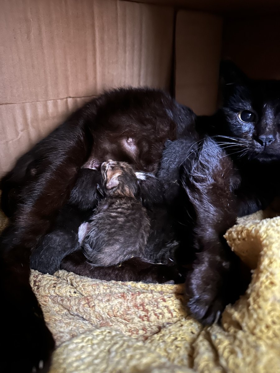 Miriam Pollick ✡︎🪬✨🇮🇱 tweet media