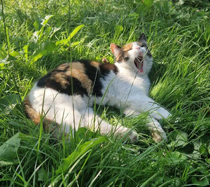 Purely Green tweet media