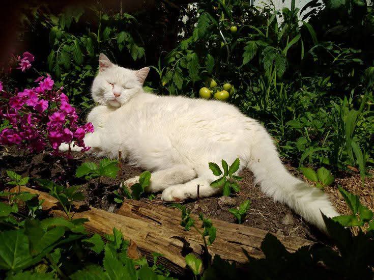 Purely Green tweet media