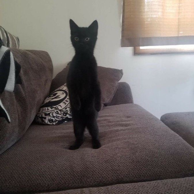 Punch Cat tweet media