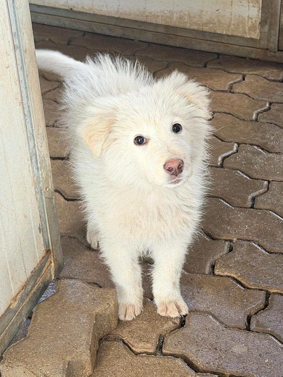 Desy cerca adozione ha circa 3 mesi  futura taglia media sara' visibile in provincia di Mantova 3282773563