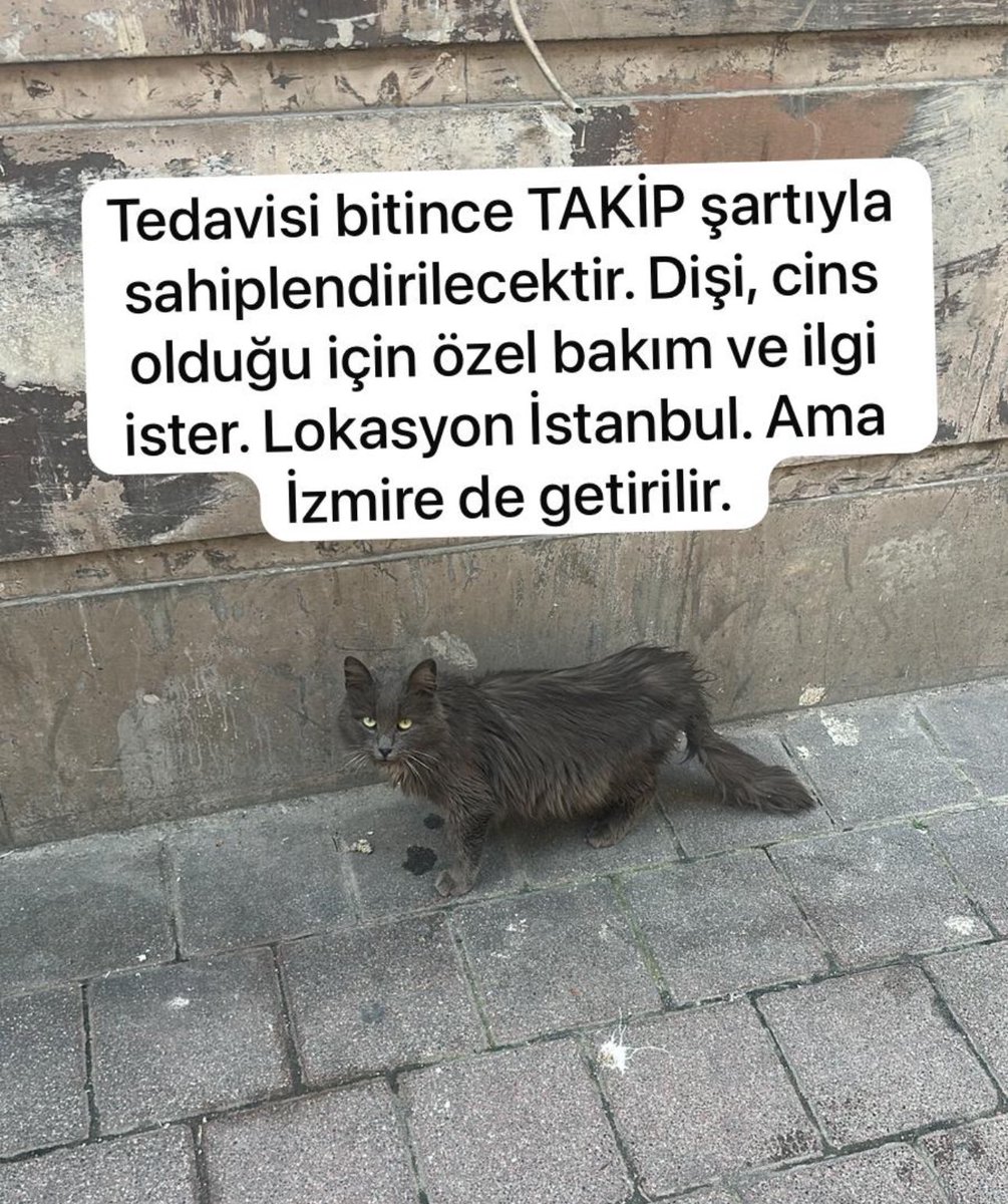 Boncuk Karaduduş tweet media