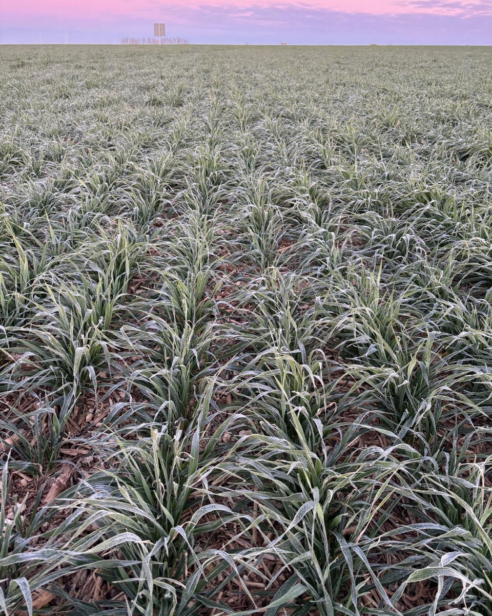 HORSCH_France's tweet image. #ODP #SD sur gel tout début janvier avec semoir #dents #horschsprinter à 25 cm
#argilo-calcaire de Charente-Maritime en précédent maïs grain.
🎯 #fertilisation au semis  #antilimace + #engrais 14-20 + souffre  🌱 - dvt uniforme culture malgré pluviometrie record