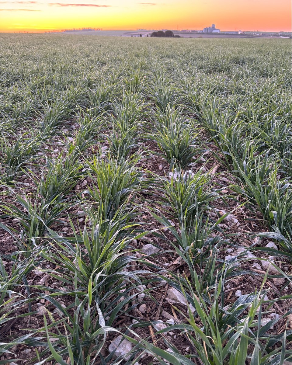 HORSCH_France's tweet image. #ODP #SD sur gel tout début janvier avec semoir #dents #horschsprinter à 25 cm
#argilo-calcaire de Charente-Maritime en précédent maïs grain.
🎯 #fertilisation au semis  #antilimace + #engrais 14-20 + souffre  🌱 - dvt uniforme culture malgré pluviometrie record