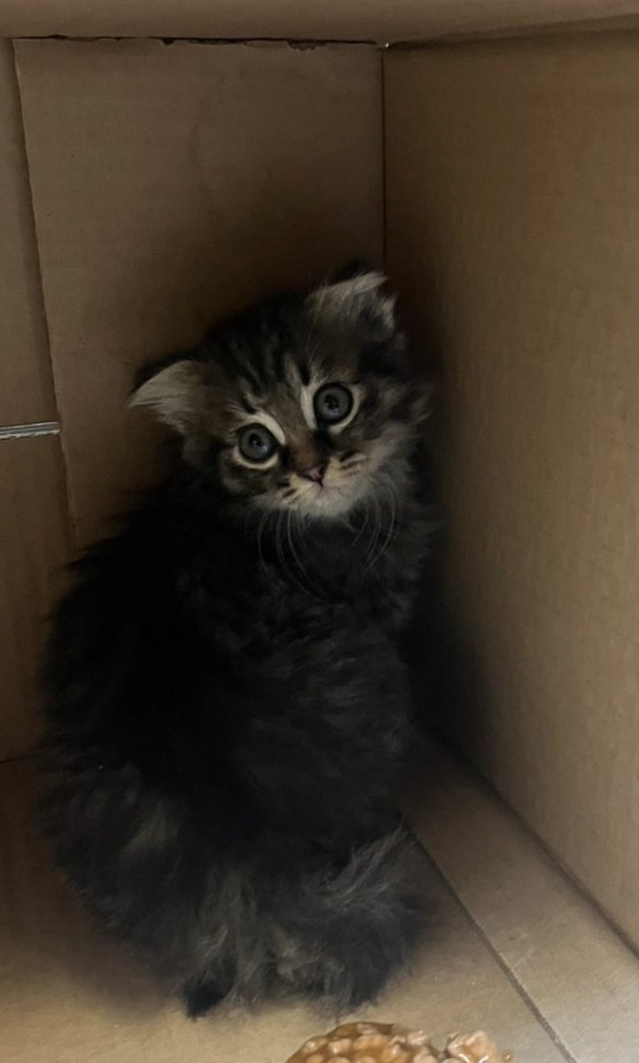 benzemez tweet media