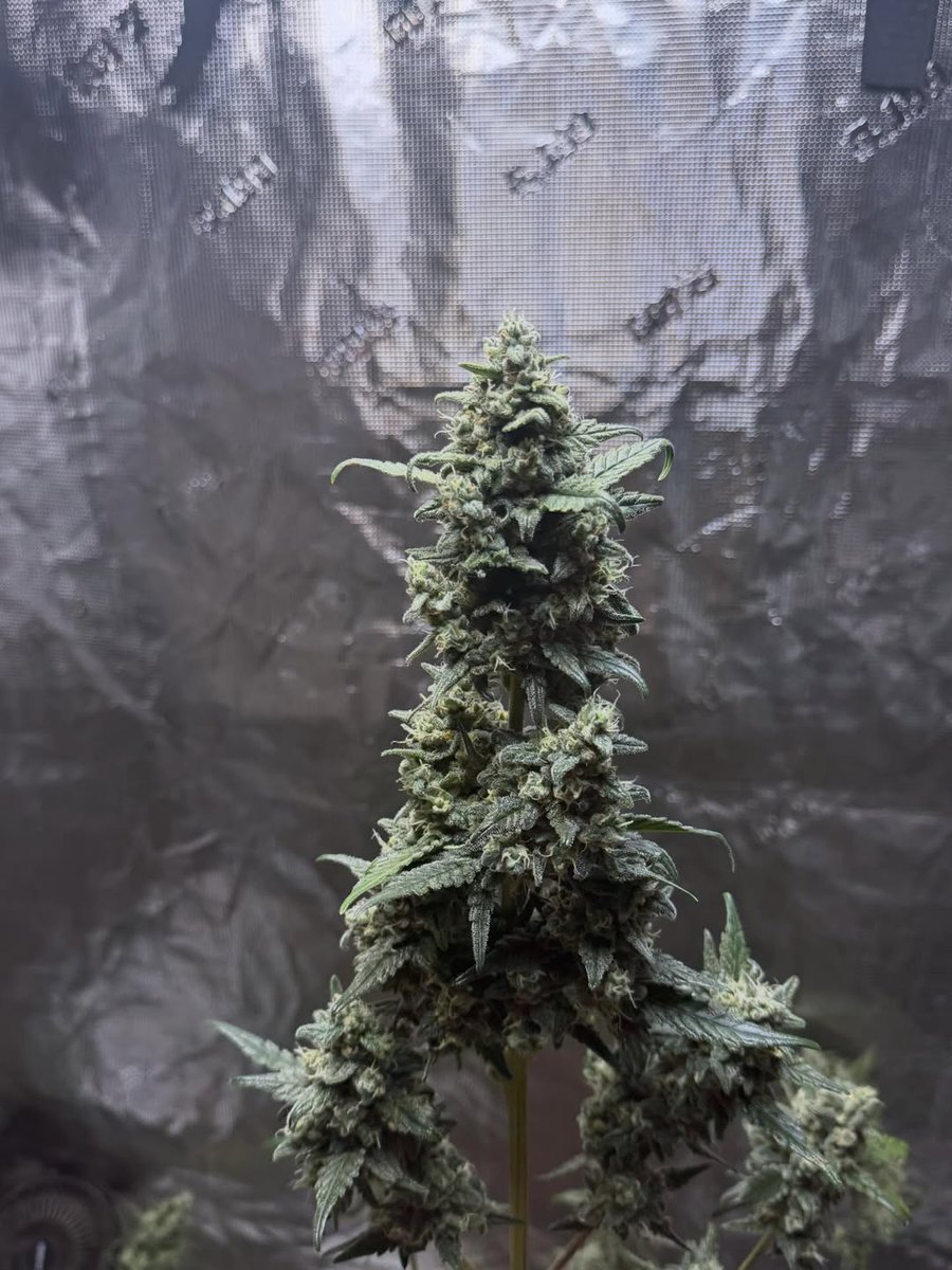 Gorilla Grow Tent tweet media