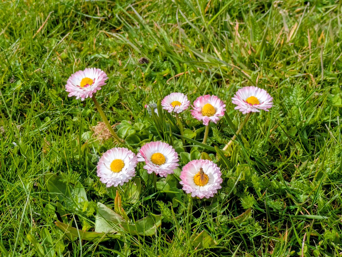 I’ve been going out for a lot of walks these past few days, and nature is coming back to life. It’s so beautiful. 🌸