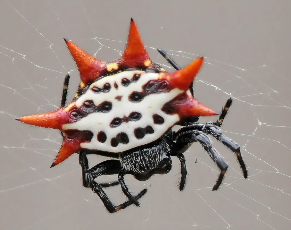 luckylini's tweet photo. Lovejoy spider (spiny-backed orb-weaver)  #ost #onesimpletrick #lovejoy @lovejoy https://t.co/mKlrnpmzo9