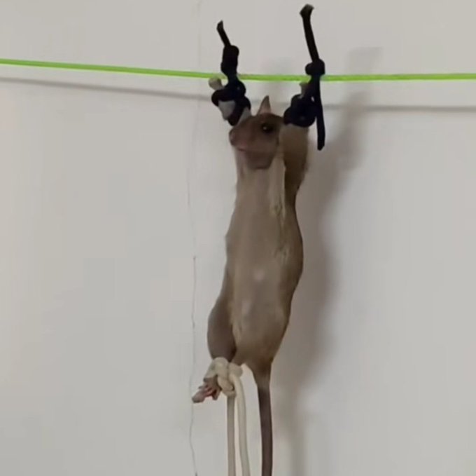 Storm Shadow tweet media