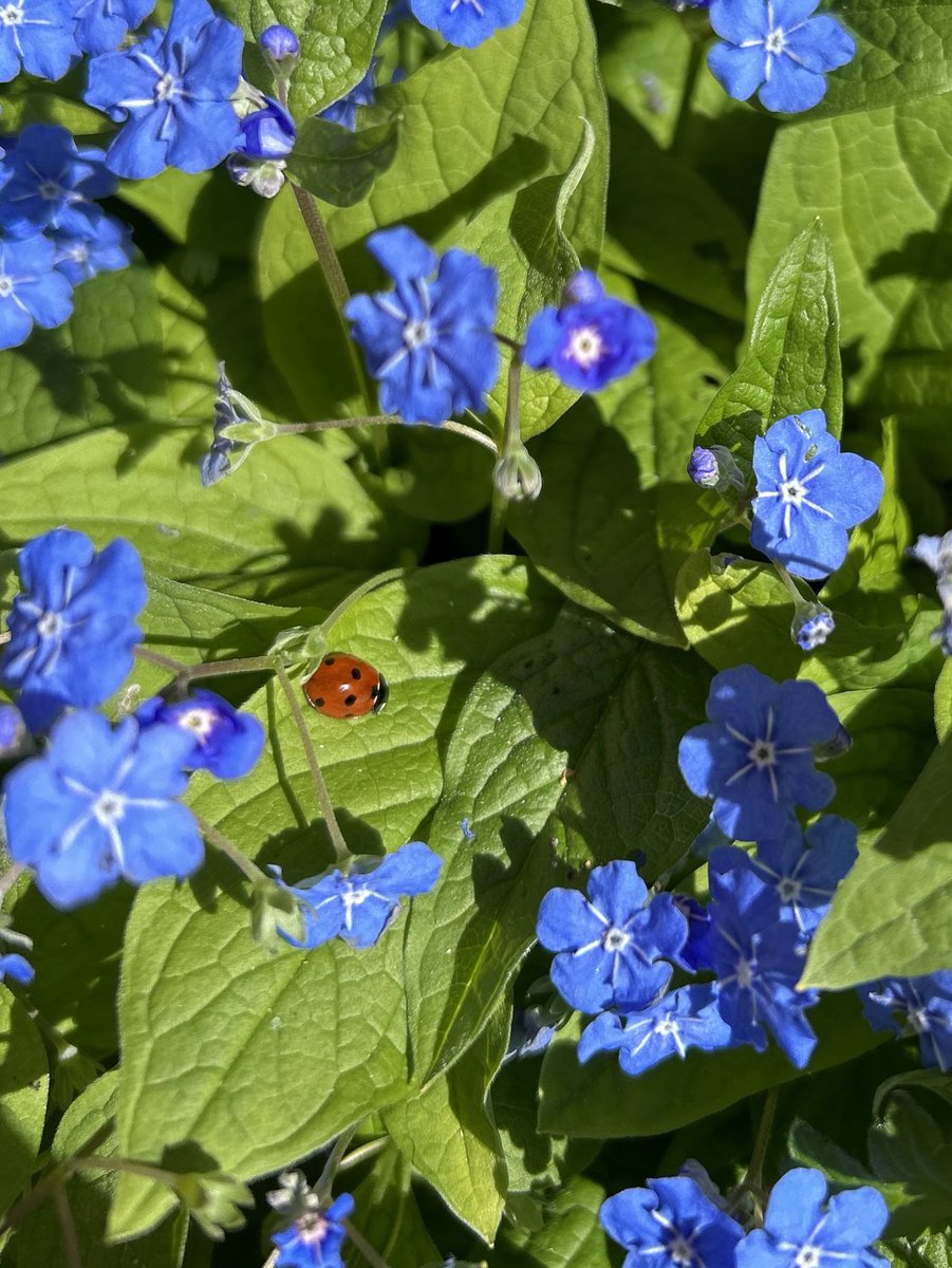 Anja🐈🐈⬛ tweet media