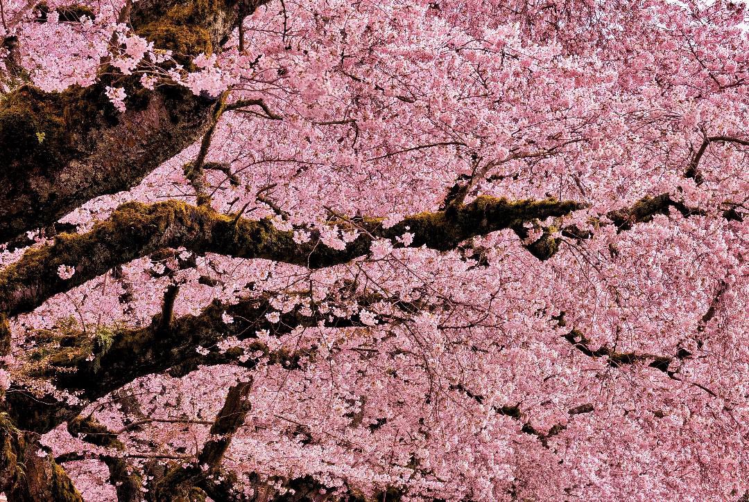 uwcherryblossom's tweet photo. Your photos make us feel famous! We’ll be back to steal the spotlight next year...😘🌸
 
Thanks for sharing the love, see you next spring👋🫶🏼 https://t.co/uA3FV2rXT1