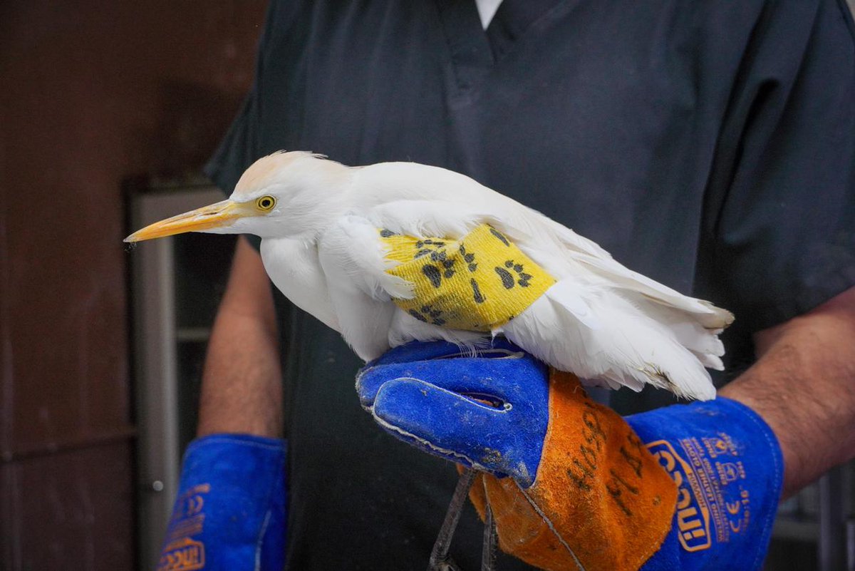 SVInformacion_'s tweet photo. #Nacional | Veterinarios del Ministerio de @MedioAmbienteSV recibieron a una garza bueyera.
Durante la evaluación, el equipo identificó una lesión en su ala izquierda. Fue atendida, tratada y vendada para iniciar su proceso de recuperación. https://t.co/075jKujSZw