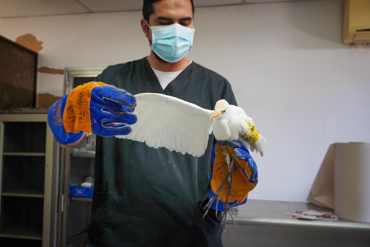 SVInformacion_'s tweet photo. #Nacional | Veterinarios del Ministerio de @MedioAmbienteSV recibieron a una garza bueyera.
Durante la evaluación, el equipo identificó una lesión en su ala izquierda. Fue atendida, tratada y vendada para iniciar su proceso de recuperación. https://t.co/075jKujSZw