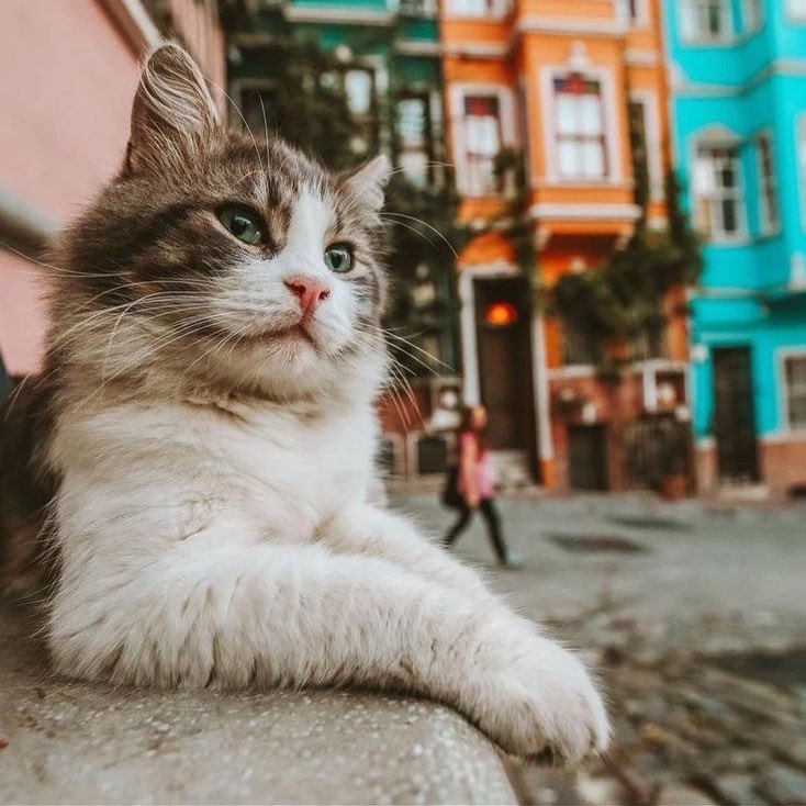 SİYAH SANCAK tweet media