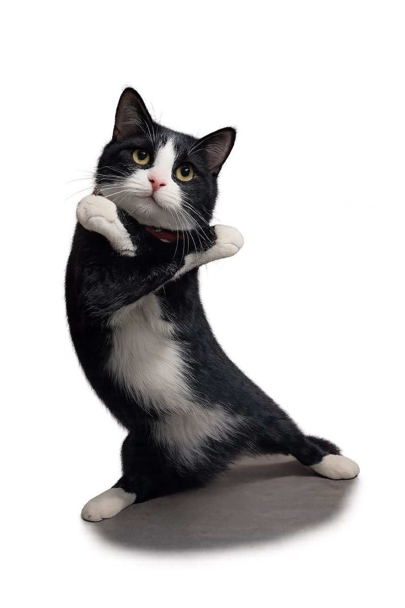 どんｸﾞﾘ：(ΦωΦ)ﾌﾌﾌ… tweet media