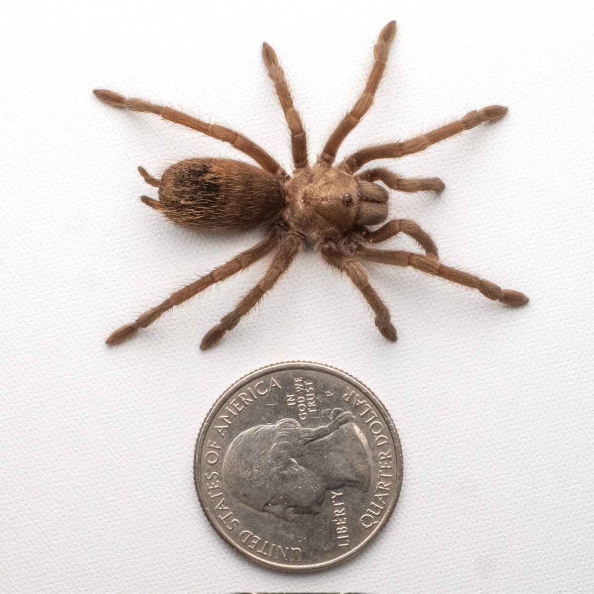 Feeding baby tarantulas and scorpions does not have to be complicated. I put together a simple guide breaking down how I approach feeding spiderlings and scorplings, what prey to use, and how to make sure they are actually eating.

Read it here: thetarantulacollective.com/tarantula-thou…