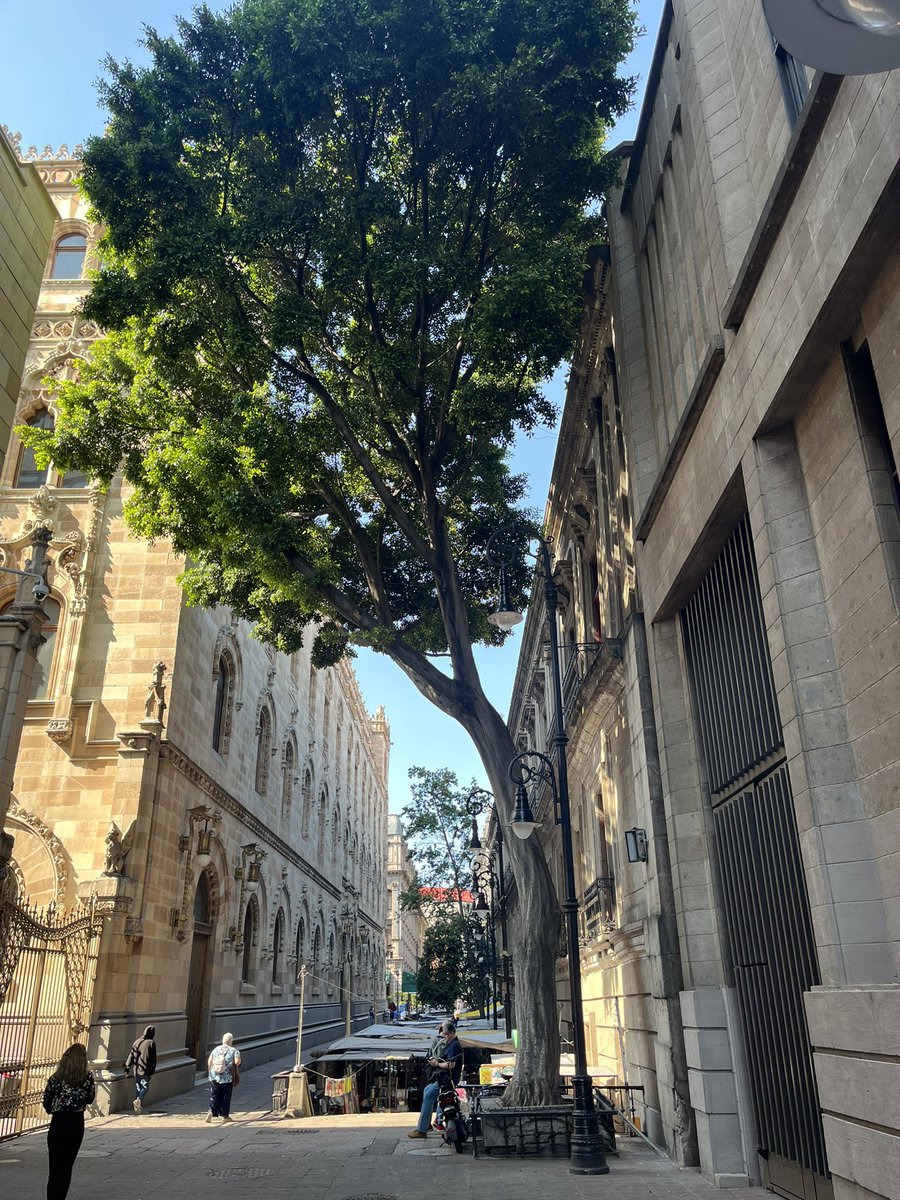 Fernando Ábrego Camarillo tweet media