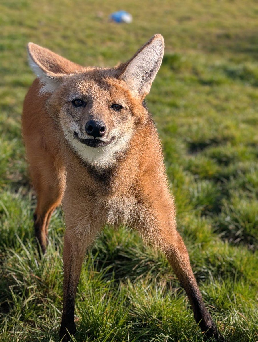 Welcome2Yorks's tweet photo. Discover how animals at Yorkshire Wildlife Park enjoy the spring heat! https://t.co/Ds0BFtEMnt From sunbathing meerkats to polar bears splashing in their pools, see how species react to the sun. #sun #coolingoff #yorkshireheat https://t.co/qLYkS9X7fv
