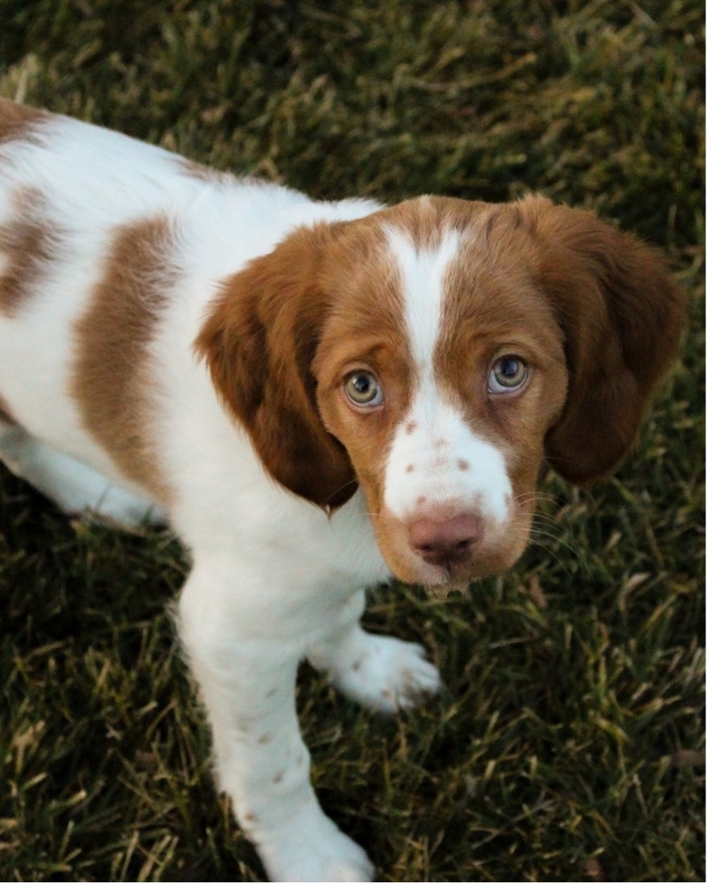 Pets Best tweet media