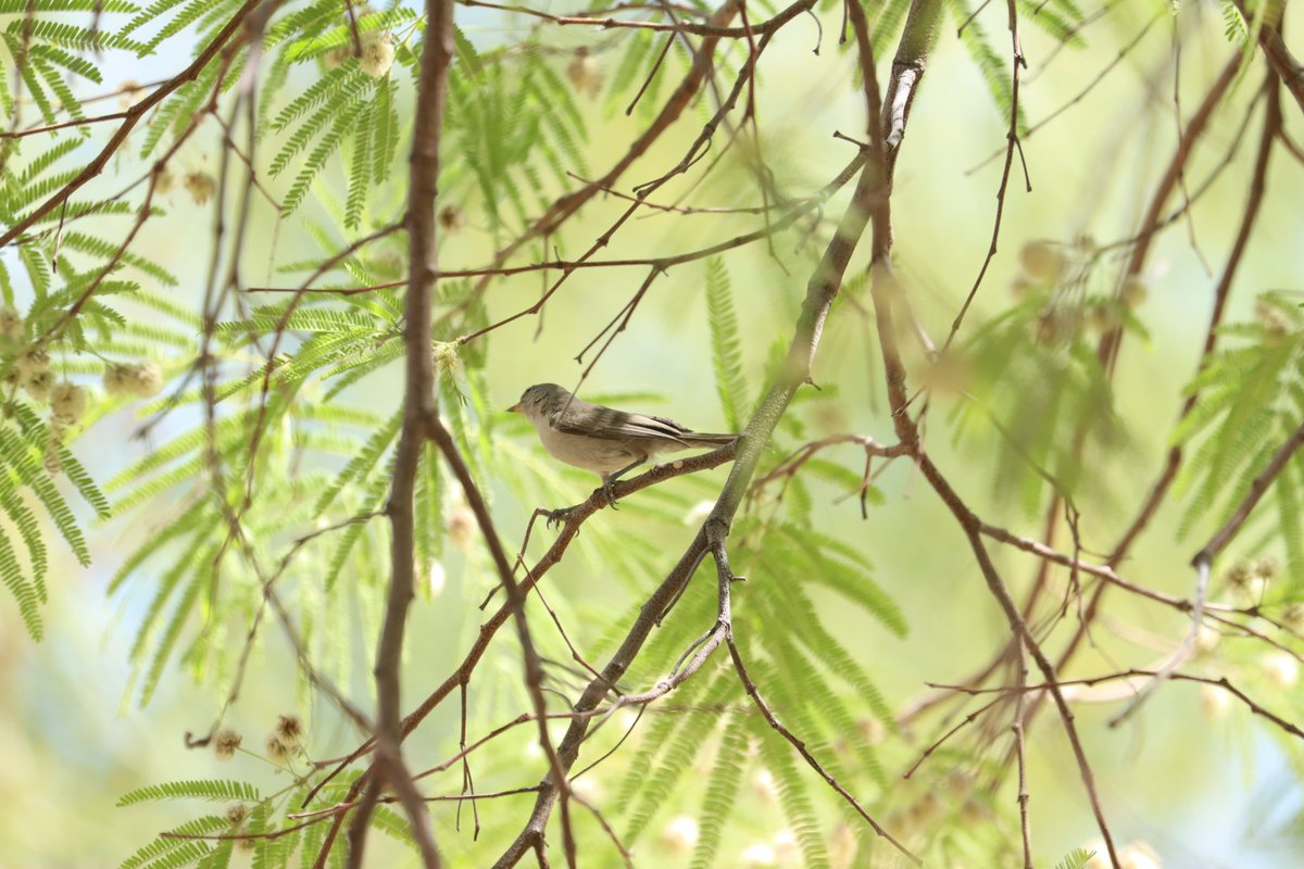 Happy #DrawABirdDay 閭 Inspiration is everywhere in nature, and today we ...