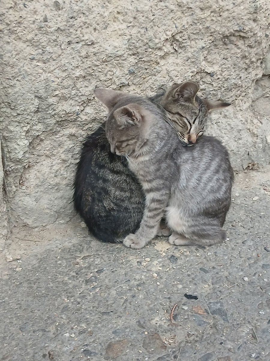 PerroUsuario Wof '•' tweet media