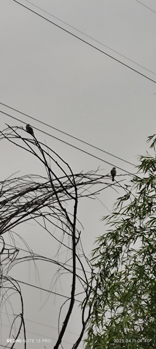 ฟิก tweet media