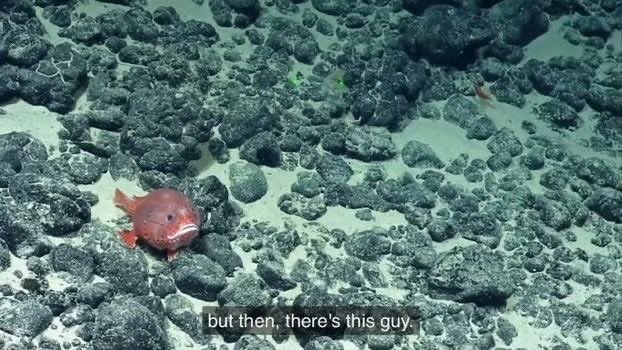 fishious tweet media