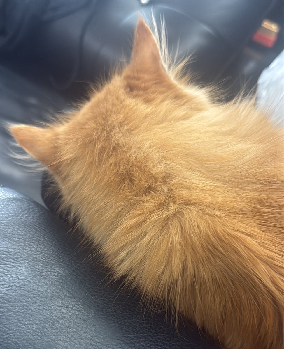 報告到臺灣了 
阿布醫院治療後脫離危險
不住院選接回家照顧
這幾天芭芭會多陪阿布
狀況看起來好很多 
可以走路了 雖然會跌倒