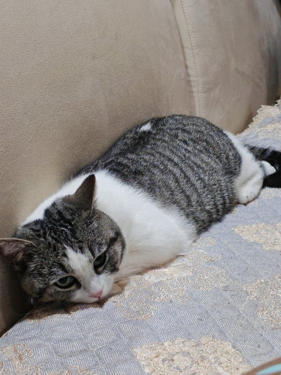 Phxnchai tweet media