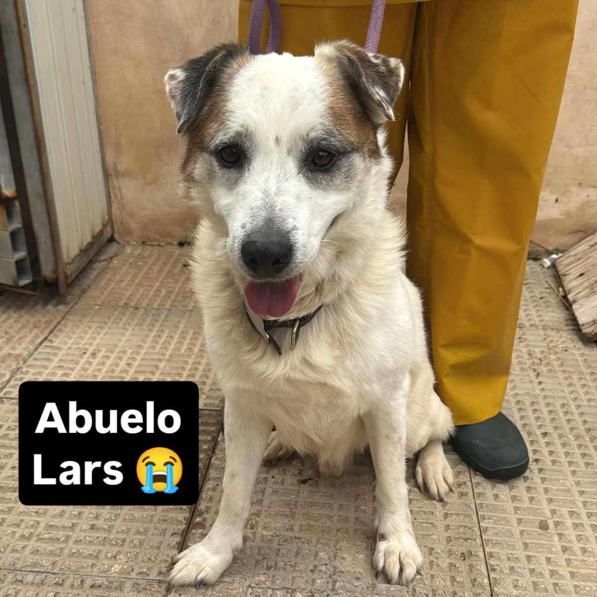 SOS Abuelos tweet media