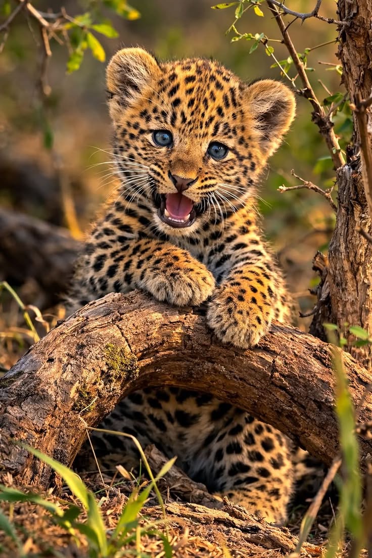 vivaneil tweet media