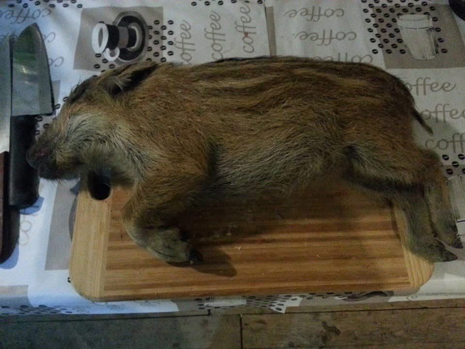 de Heyn Woeste C. tweet media