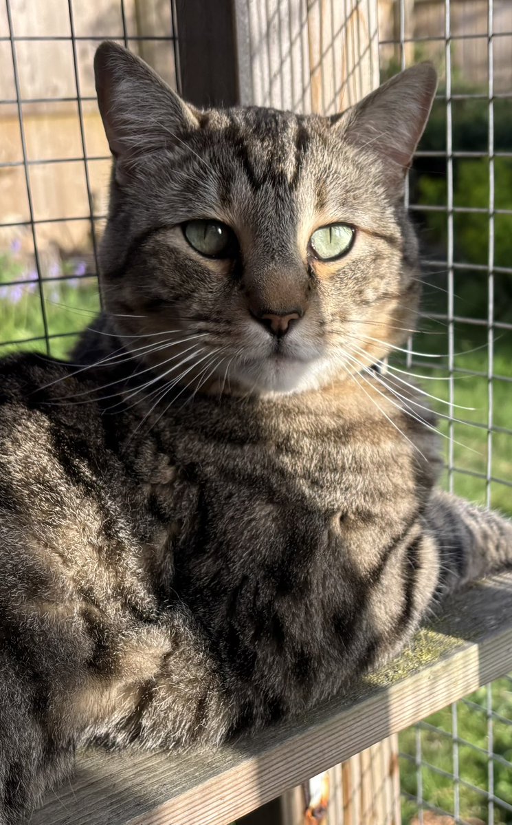 Teddy Bear - The Vicarage Meow 😺 tweet media