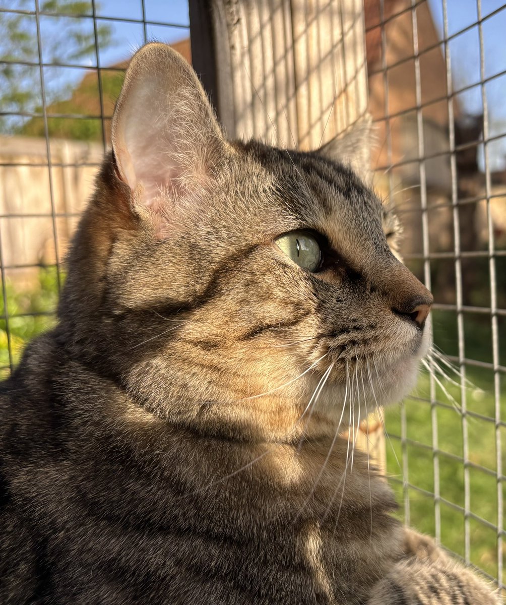 Teddy Bear - The Vicarage Meow 😺 tweet media