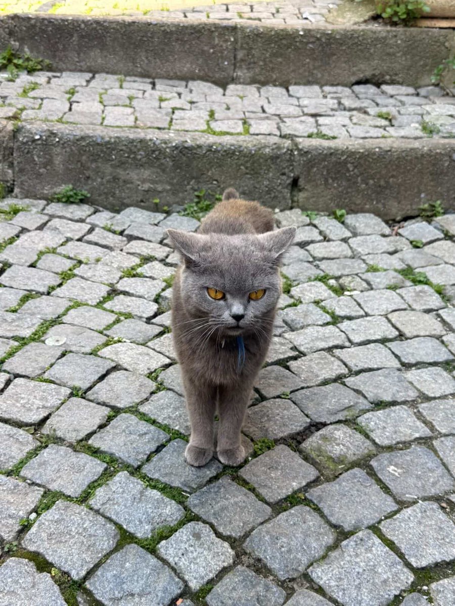 Kapsül 💊 tweet media