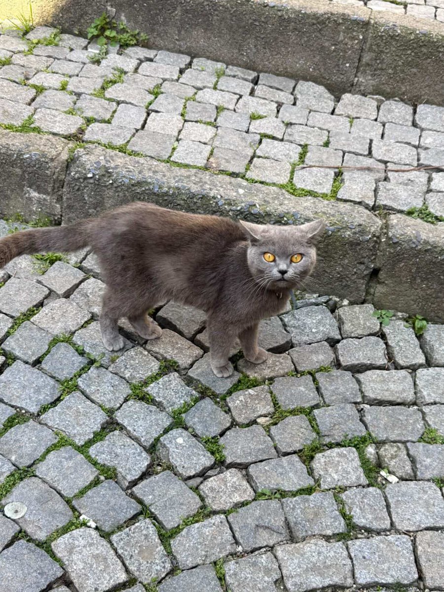 Kapsül 💊 tweet media