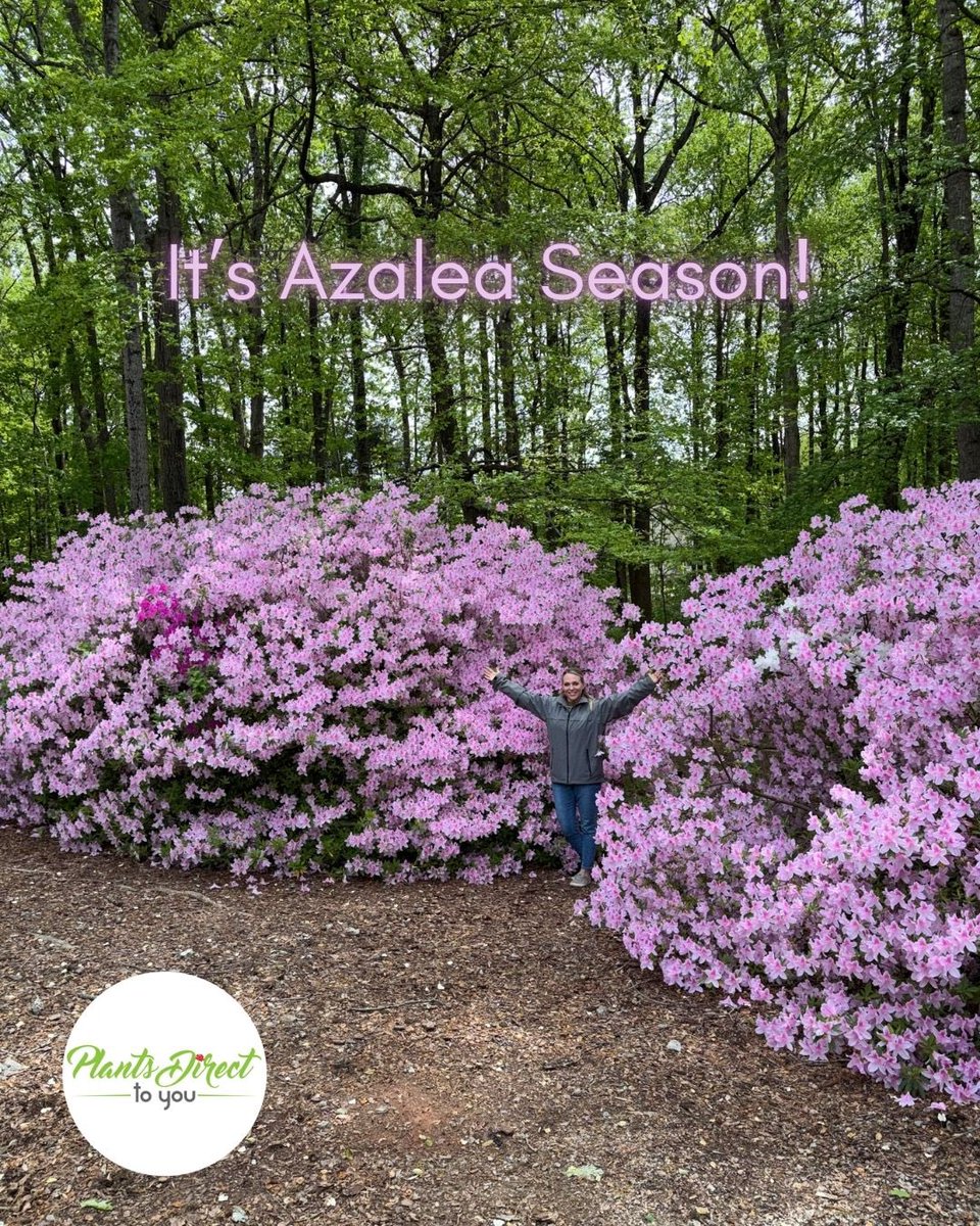 PlantsDirectTo's tweet photo. It’s Azalea Season!

Visit us at https://t.co/40dSre9Wcu or give us a call at 704-990-2580
 #azalea #planters #planters #plant #plants #plantsdirecttoyou https://t.co/J3XO8ufHf2