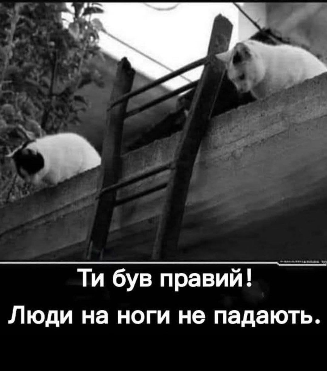 Гена Гена tweet media