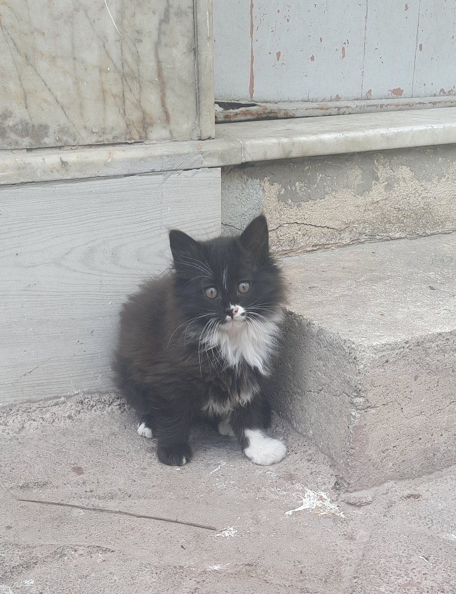 Müşfik & Veysel & Türkan tweet media